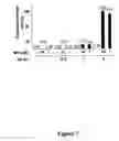 Fig. 08 - Molecular regulatory circuits to achieve sustained activation of genes of interest by a single stress