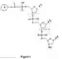Fig. 02 - Labelled oligonucleotides synthesized on solid-supports