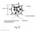 Fig. 15 - Composite organic-inorganic nanoclusters