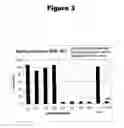 Fig. 05 - Antisense oligonucleotides and RNA-interfering molecules targeting PAK4