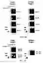 Fig. 04 - Methods of using an array of pooled probes in genetic analysis