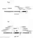Fig. 03 - Method for producing L-amino acids