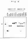 Fig. 09 - Nucleic acid base pair