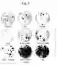 Fig. 07 - Methods and cell populations for identifying and validating genomic targets, and for drug screening