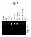 Fig. 08 - Methods and cell populations for identifying and validating genomic targets, and for drug screening