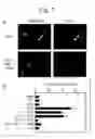 Fig. 09 - Methods and cell populations for identifying and validating genomic targets, and for drug screening