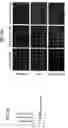 Fig. 09 - Compounds, methods of screening, and in vitro and in vivo uses involving anti-apoptotic genes and anti-apoptotic gene products