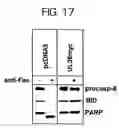 Fig. 19 - Compounds, methods of screening, and in vitro and in vivo uses involving anti-apoptotic genes and anti-apoptotic gene products