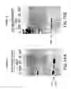 Fig. 32 - Nucleic acids encoding a novel influenza virus non-structural protein (NS1)-binding host factor designated NS1I-1