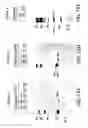 Fig. 33 - Nucleic acids encoding a novel influenza virus non-structural protein (NS1)-binding host factor designated NS1I-1