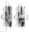 Fig. 08 - Methods for identifying or screening for agents that modulate 17β-HSD3