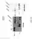 Fig. 09 - Methods for identifying or screening for agents that modulate 17β-HSD3