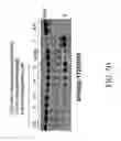 Fig. 16 - Methods for identifying or screening for agents that modulate 17β-HSD3