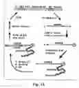 Fig. 02 - Streptavidin-binding peptides and uses thereof