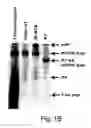Fig. 03 - Streptavidin-binding peptides and uses thereof