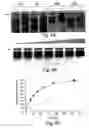 Fig. 06 - Streptavidin-binding peptides and uses thereof
