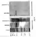 Fig. 22 - Streptavidin-binding peptides and uses thereof