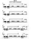 Fig. 07 - Method for simultaneous production of multiple proteins; vectors and cells for use therein