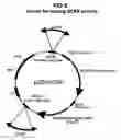 Fig. 08 - Method for simultaneous production of multiple proteins; vectors and cells for use therein