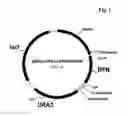 Fig. 02 - Methods for the recombinant production of antifusogenic peptides