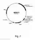 Fig. 08 - Polypeptide from a cellulolytic fungus having cellulolytic enhancing activity