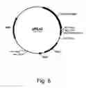 Fig. 09 - Polypeptide from a cellulolytic fungus having cellulolytic enhancing activity