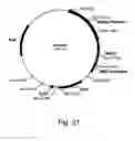 Fig. 22 - Polypeptide from a cellulolytic fungus having cellulolytic enhancing activity