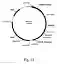 Fig. 35 - Polypeptide from a cellulolytic fungus having cellulolytic enhancing activity