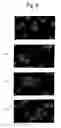 Fig. 06 - Carcinostatic agent