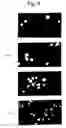 Fig. 07 - Carcinostatic agent
