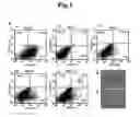 Fig. 02 - Method for differentiating primate embryonic stem cell into vascular cell