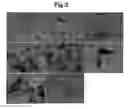 Fig. 03 - Method for differentiating primate embryonic stem cell into vascular cell
