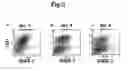 Fig. 04 - Method for differentiating primate embryonic stem cell into vascular cell