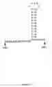Fig. 06 - Recombinant bovine immunodeficiency virus based gene transfer system