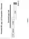 Fig. 07 - Recombinant bovine immunodeficiency virus based gene transfer system