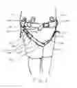 Fig. 09 - Modular harness assembly and mobility system