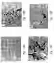 Fig. 29 - Compositions and methods for treating or preventing diseases of body passageways