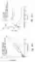 Fig. 57 - Compositions and methods for treating or preventing diseases of body passageways