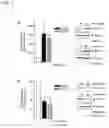 Fig. 03 - Modulation of expression of STAT-1 dependent genes