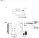 Fig. 04 - Modulation of expression of STAT-1 dependent genes