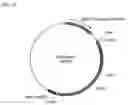 Fig. 07 - Modulation of expression of STAT-1 dependent genes