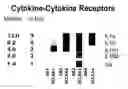 Fig. 01 - Compositions and methods for the systemic treatment of arthritis