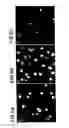 Fig. 07 - Vanadium (IV) metallocene complexes having spermicidal activity