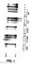 Fig. 02 - Method of treating or preventing hepatitis B virus