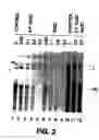 Fig. 03 - Method of treating or preventing hepatitis B virus