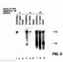 Fig. 04 - Method of treating or preventing hepatitis B virus