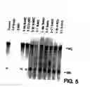 Fig. 06 - Method of treating or preventing hepatitis B virus