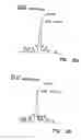 Fig. 10 - Method of treating or preventing hepatitis B virus