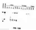 Fig. 14 - Method of treating or preventing hepatitis B virus