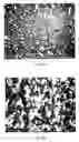 Fig. 09 - Preparation and use of photopolymerized microparticles